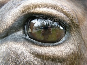 closeup