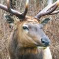 Roosevelt Elk closeup