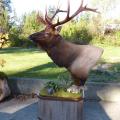 Floor Pedestal Elk