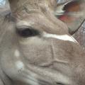 Kudu closeup