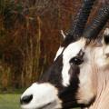 Oryx closeup