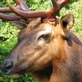 Roosevelt Elk closeup