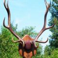 Elk Antler mount