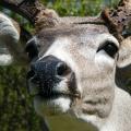 September mule deer closeup