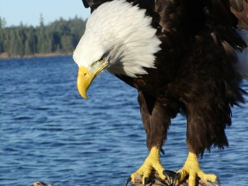 eagle closeup