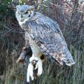 Great Horned with Ermine
