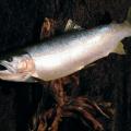 Cutthroat Trout reproduction