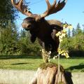 Floor pedestal Moose