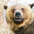 Grizzly closeup
