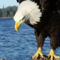 Bald Eagle closeup