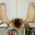 Moose antler mount