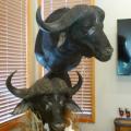 Cape Buffalo double pedestal