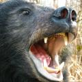 Black Bear closeup
