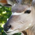Kudu closeup