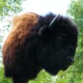 Bison side view