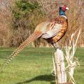 Standing Pheasant 
