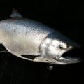 Chinook Salmon Skin mount