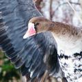 Pacific White-fronted Goose closeup